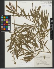 Foto von Salix purpurea L. x Salix viminalis L.